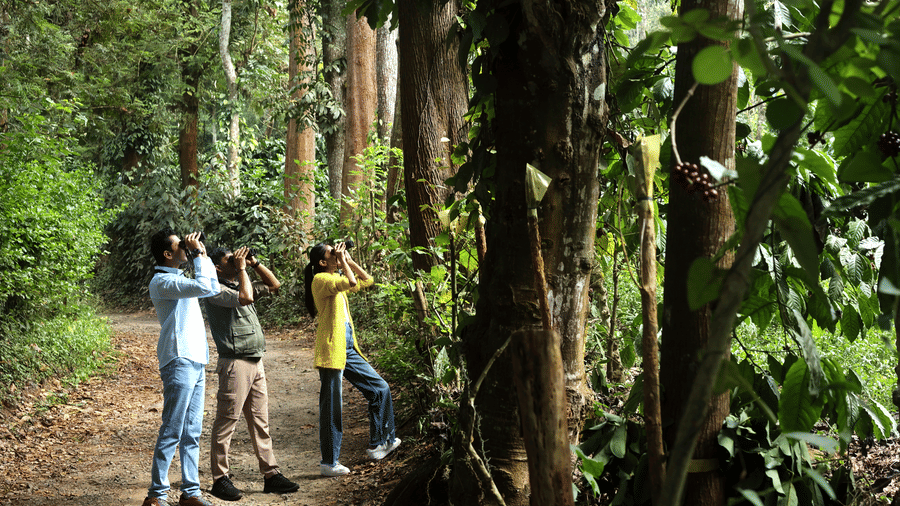 Guests birdwatching in dense forest near Evolve Back Coorg