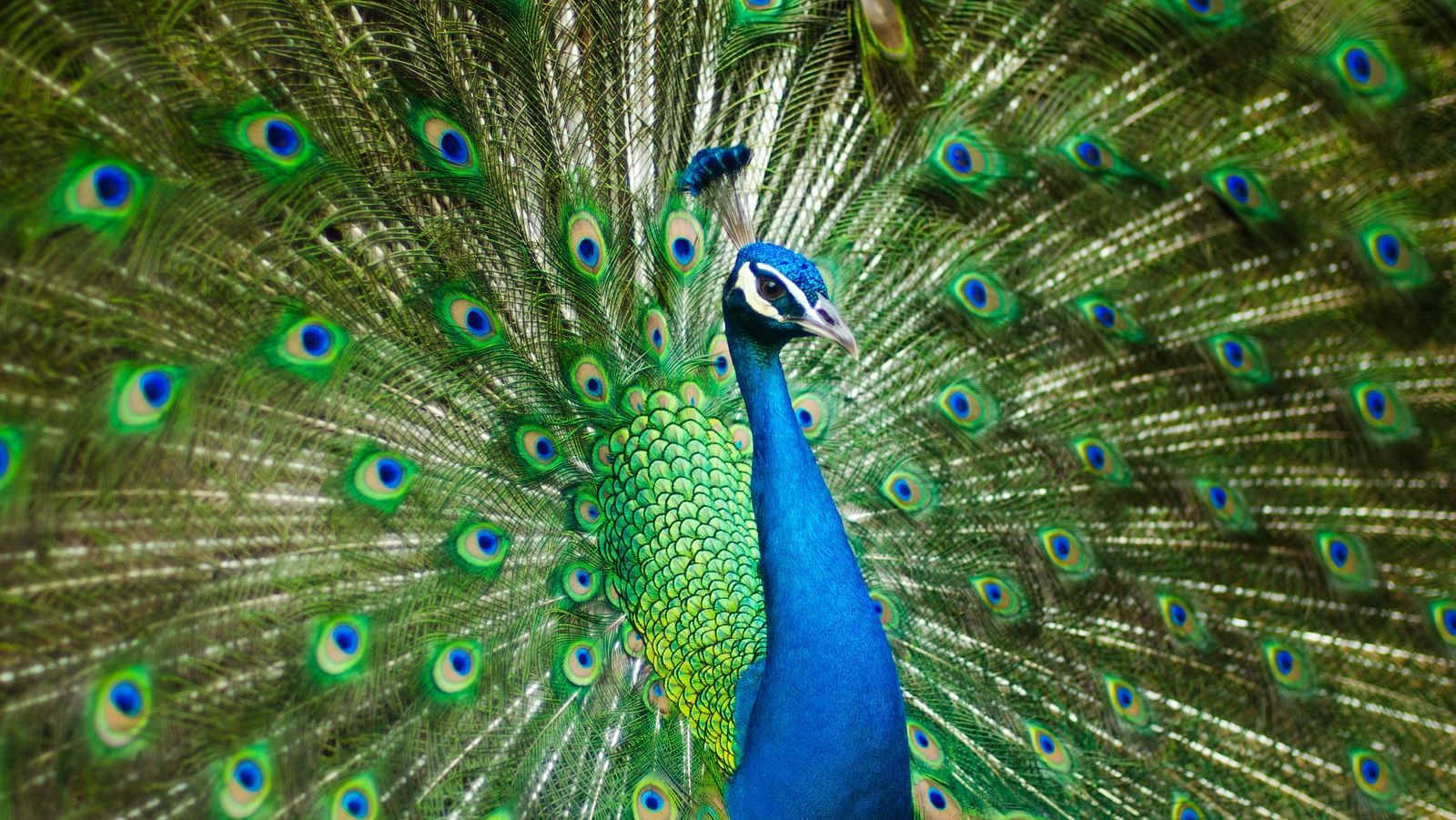 A close up shot of a peacock showing its colourful wings.