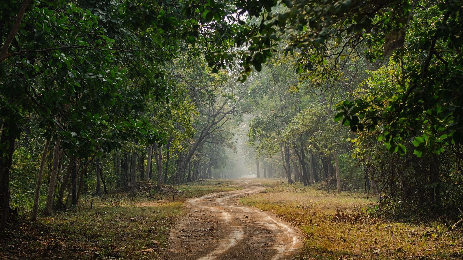 A muddy trail amidst Tadoba national forest with tree cover on either side at Trees N Tigers, Tadoba.