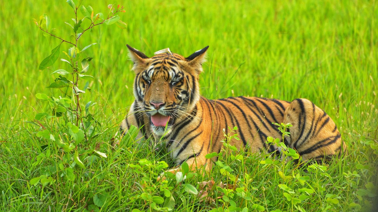 A tiger sitting amidst green vegetation while looking away  at Trees N Tigers, Tadoba.