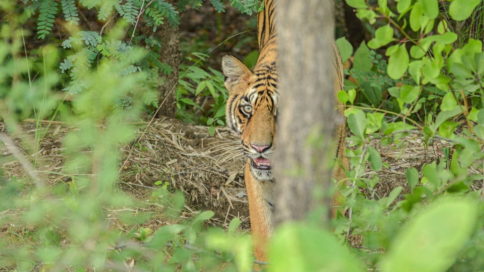 A tiger seen behind a tree's trunk with vegetation around at Trees N Tigers, Tadoba.