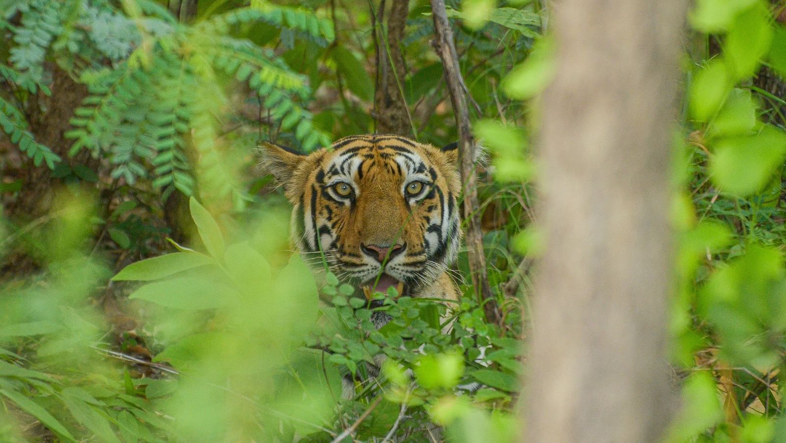 A close up shot showing only a tiger's head through green vegetation at Trees N Tigers, Tadoba.