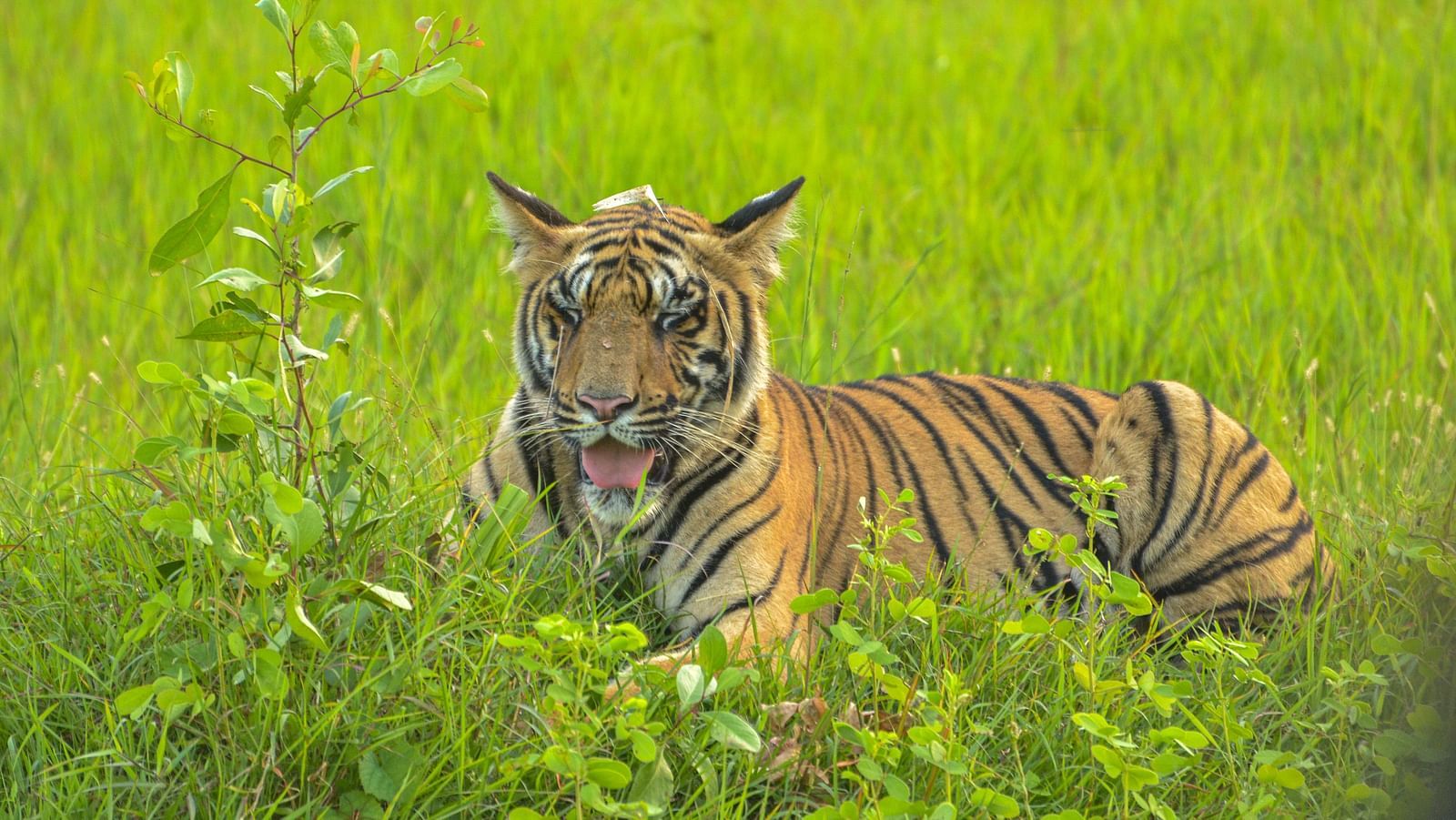 A tiger sitting amidst green vegetation while looking away at Trees N Tigers, Tadoba.