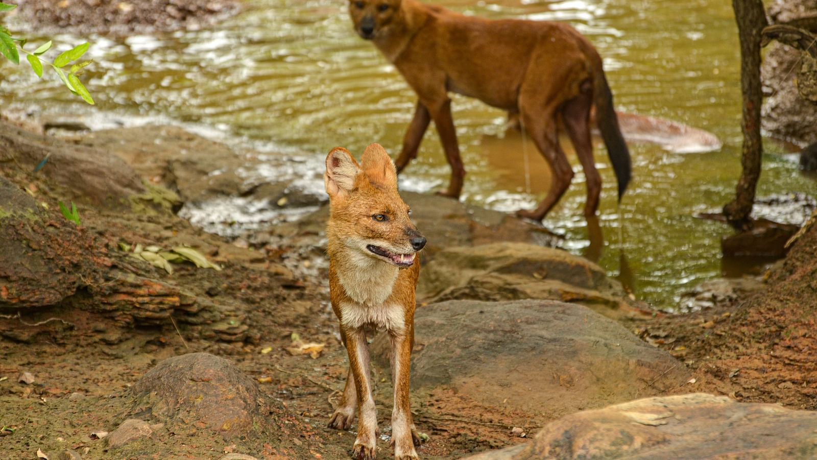 Two Dholes next to a water body at Trees N Tigers, Tadoba.