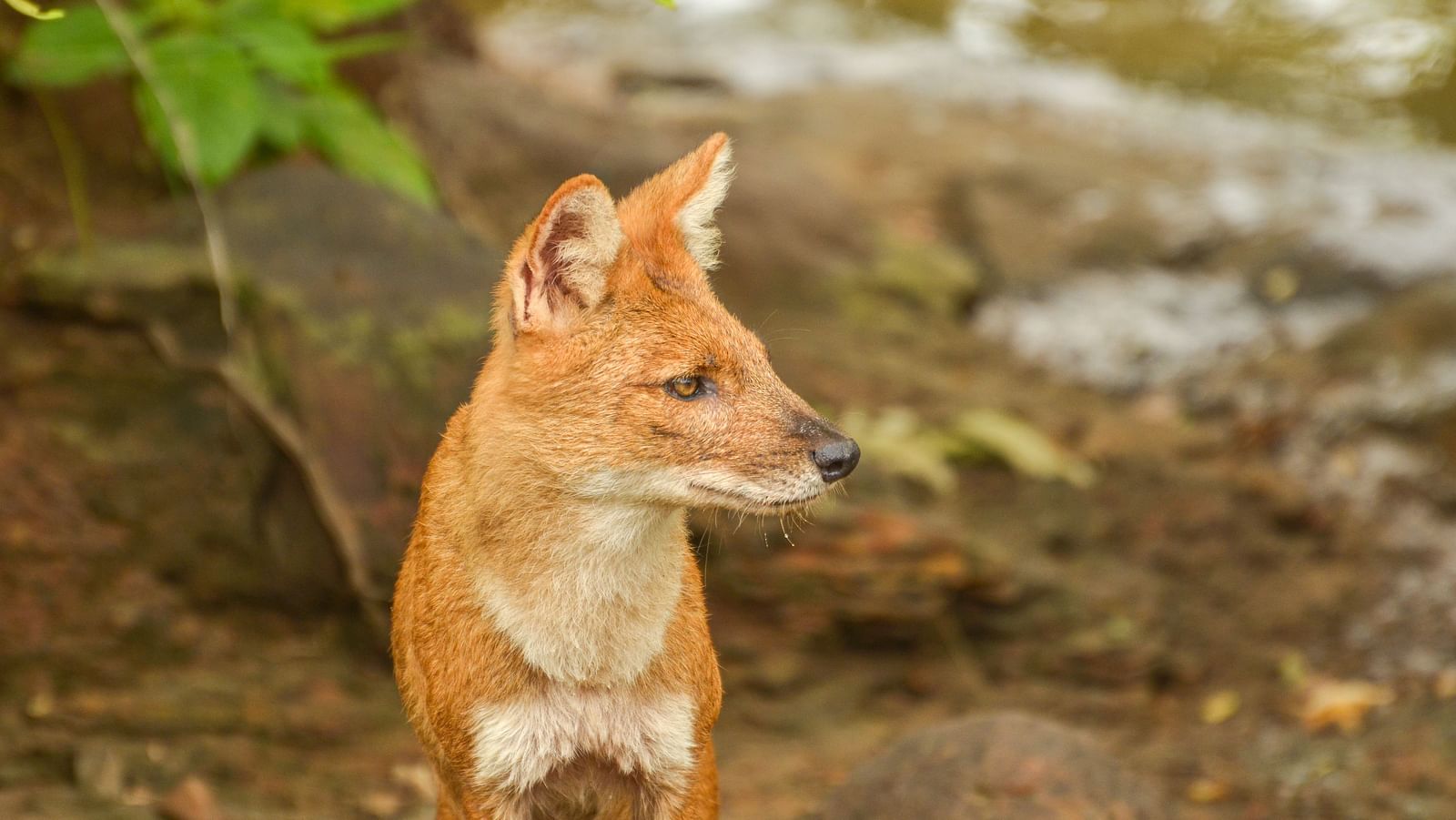 A close up shot of a Dhole at Tadoba Andhari Tiger Reserve.