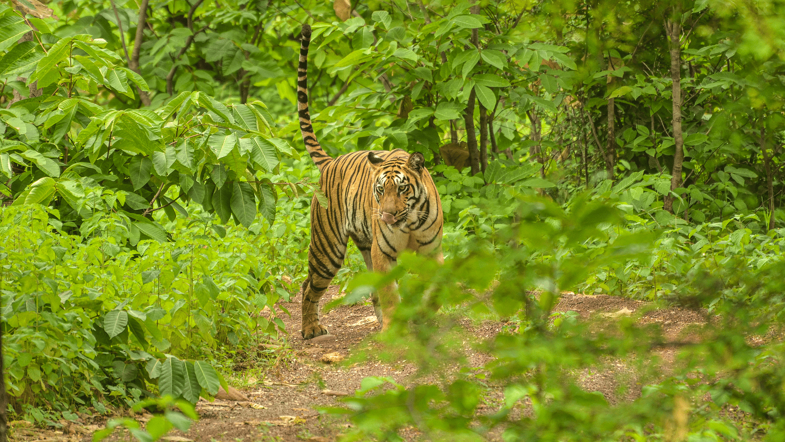 A tiger licking its mouth at Trees N Tigers, Tadoba.