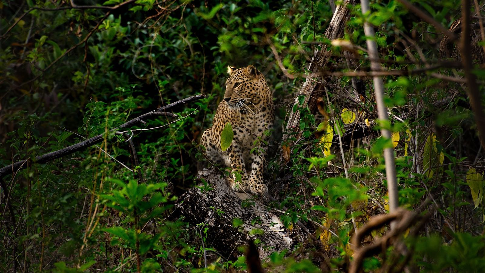 A leopard perched on a branch at Tadoba Andhari Tiger Reserve.