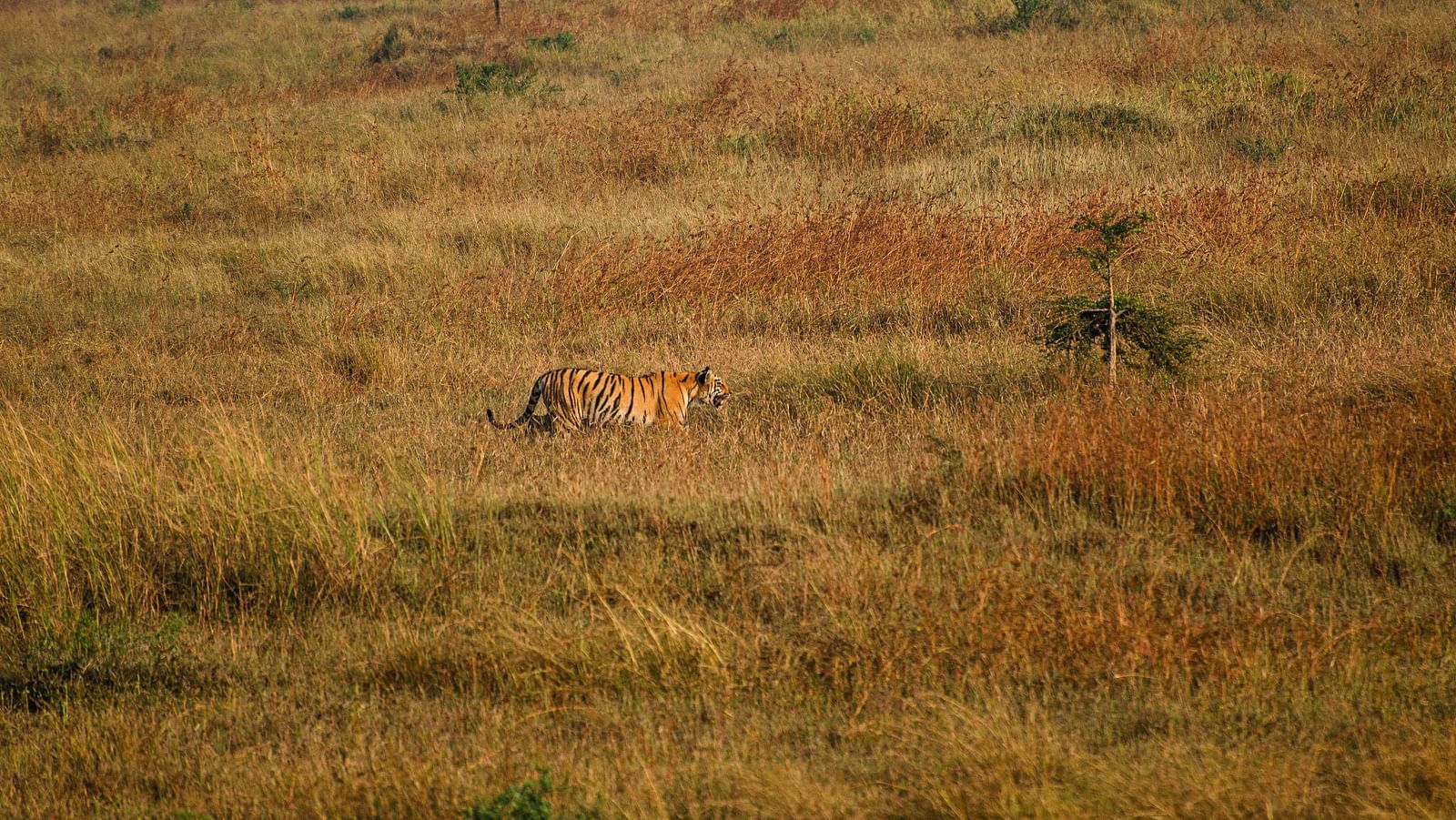 A tiger in a an open field in Tadoba Andhari Tiger Reserve.