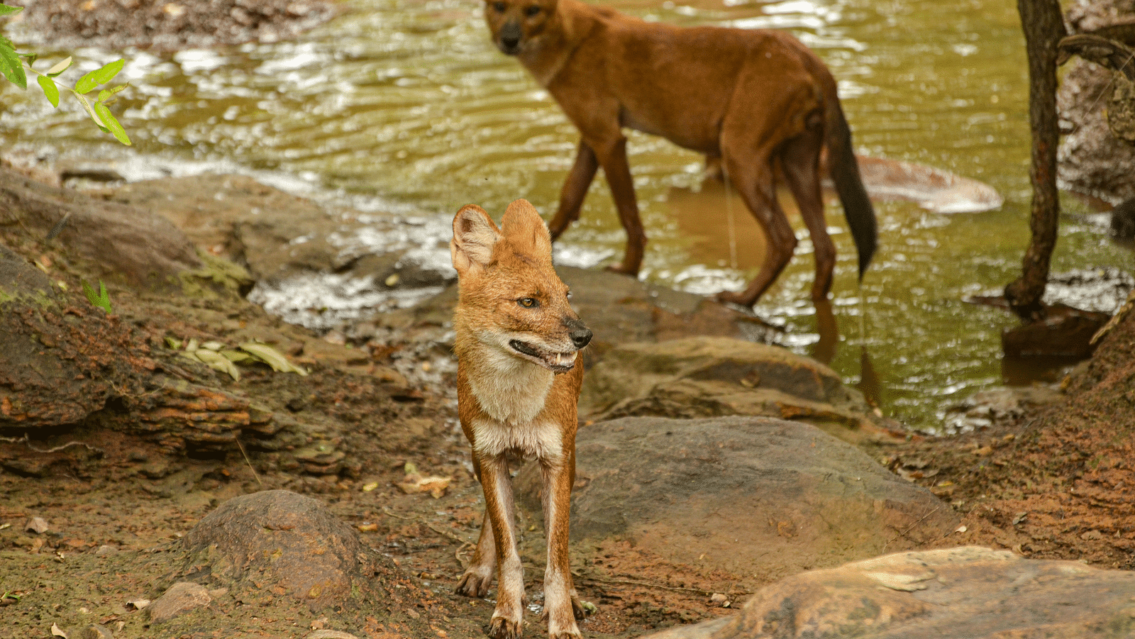 Two Dholes next to a water body at Trees N Tigers, Tadoba.