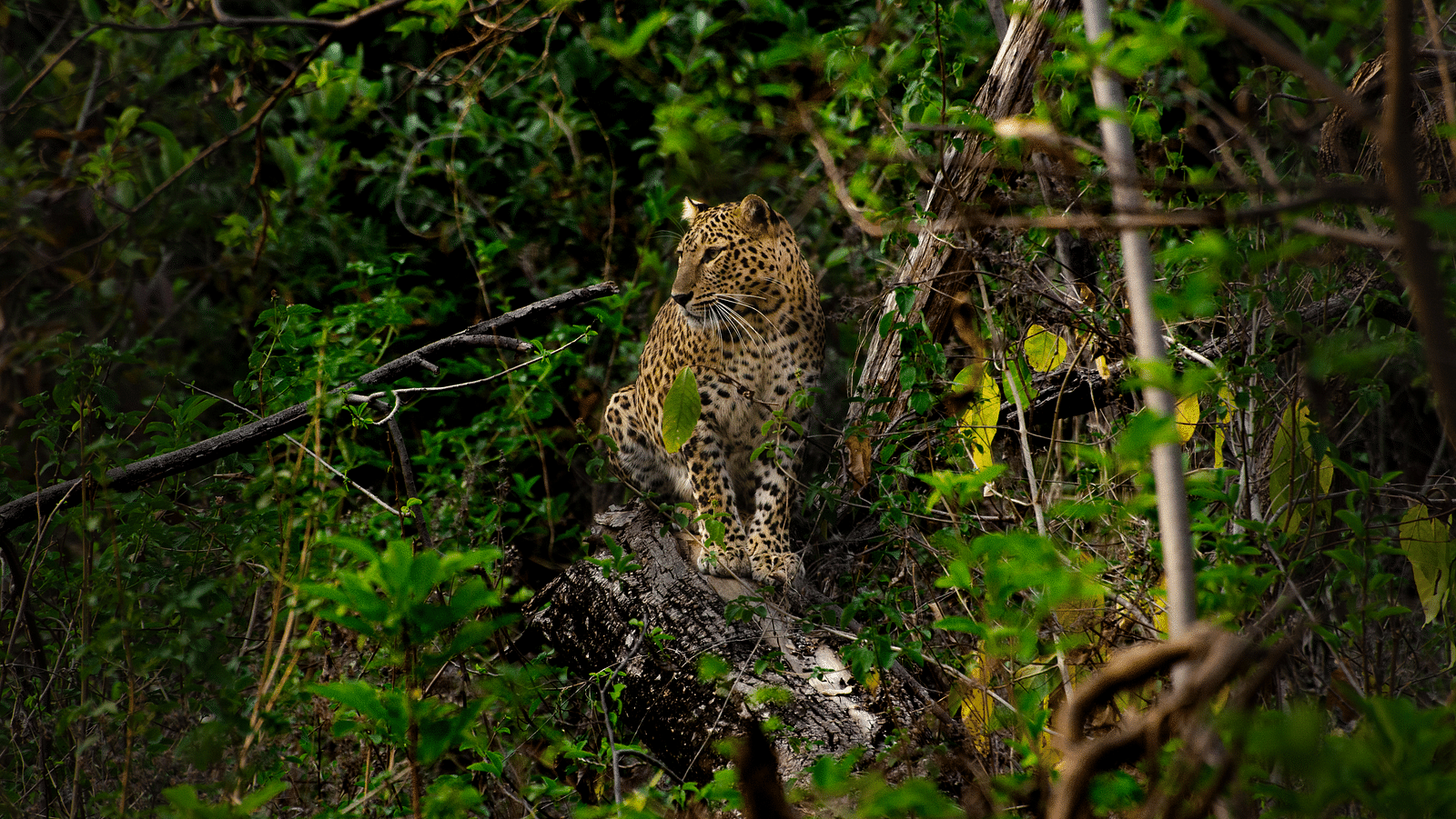 A leopard perched on a branch at Tadoba Andhari Tiger Reserve.
