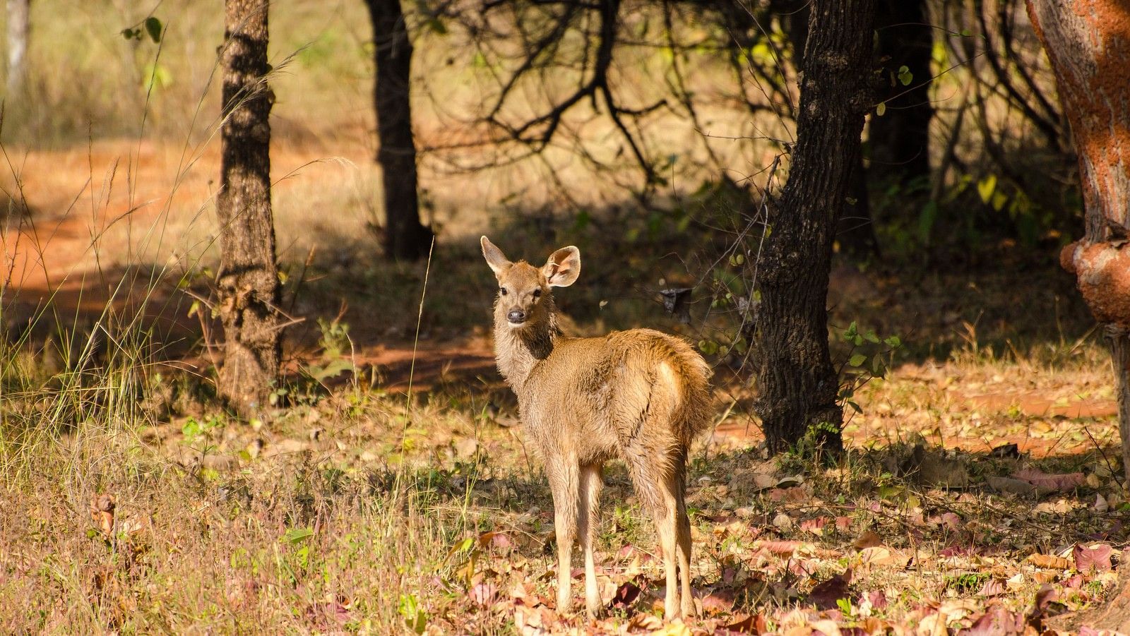 A deer looking back at the camera at Trees N Tigers, Tadoba.