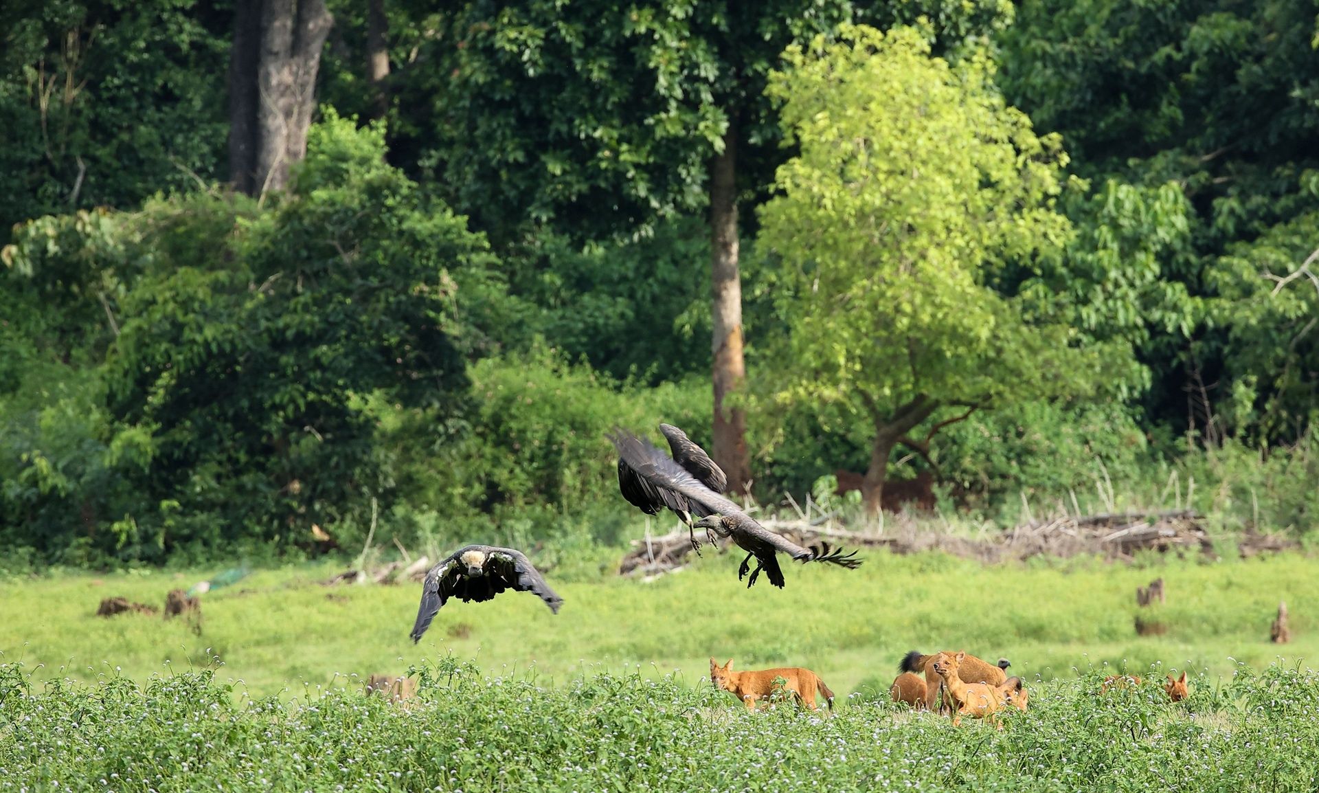 Two large birds flying over a grassy field in Kabini.