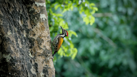 Lesser Golden Backed Woodpecker