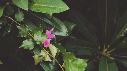 Pink flowers and large green leaves in the garden area.