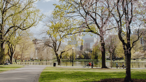 a walkway on one side with bare trees in the foreground and blooming trees in the background