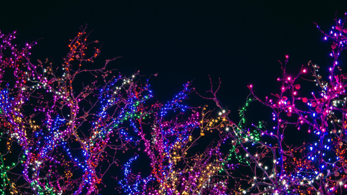 An image of trees decorated with colourful fairy lights during a dark night.
