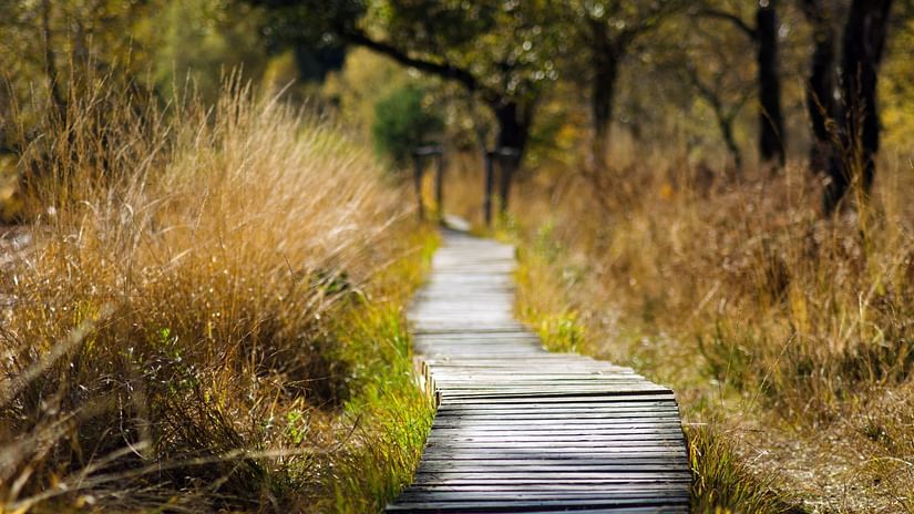 An overview of a small tarred road with tall grass and many trees on either side.