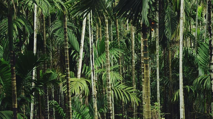 tall trees  @ Lamrin Ucassaim Hotel, Goa