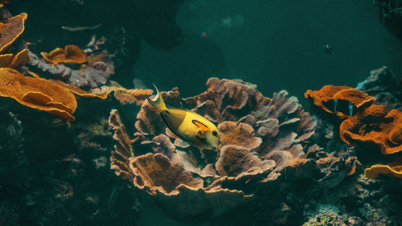 An underwater view shows colourful coral reef with small fish swimming around.