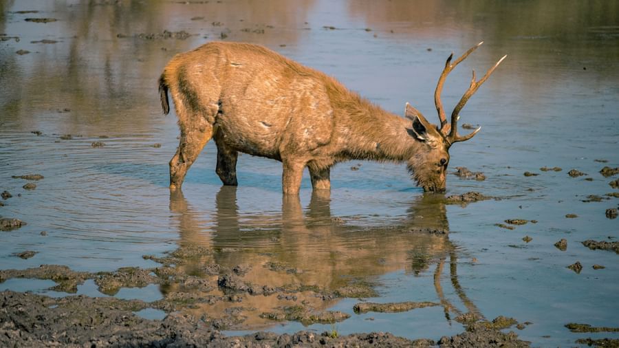an animal drinking water 