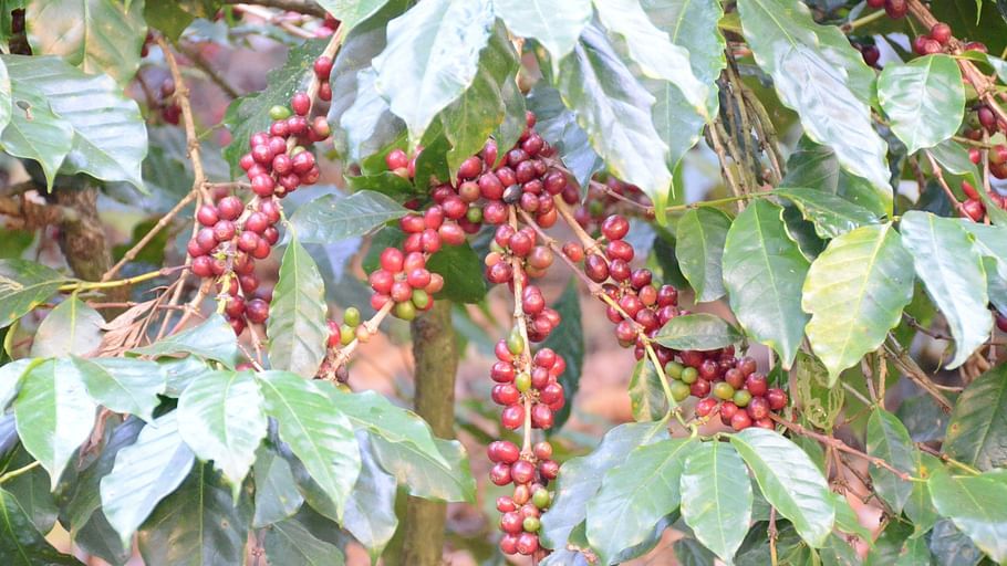 Coffee Estate