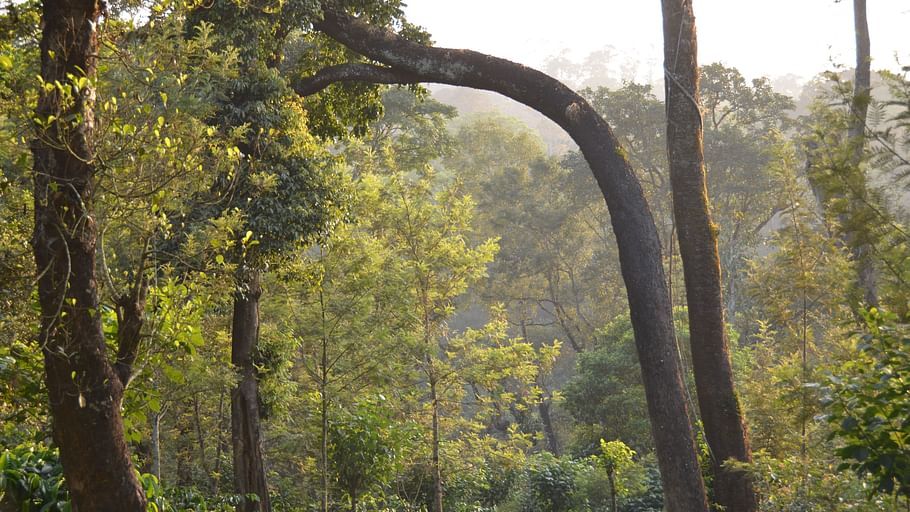Ibbanicadu Estate