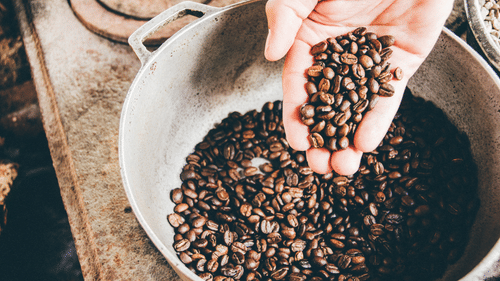 A hand holds a pile of roasted coffee beans over a large metal pot filled with more beans.