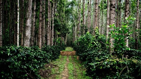 a coffee plantation