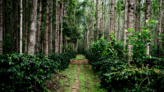 A path cutting through a lush coffee plantation, with neat rows of green coffee bushes growing under the canopy of tall, straight trees.