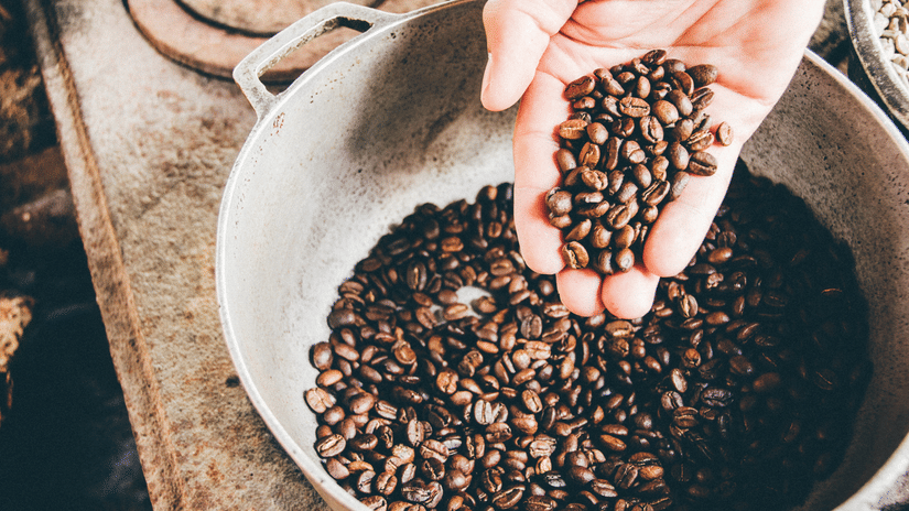 A hand holds a pile of roasted coffee beans over a large metal pot filled with more beans.