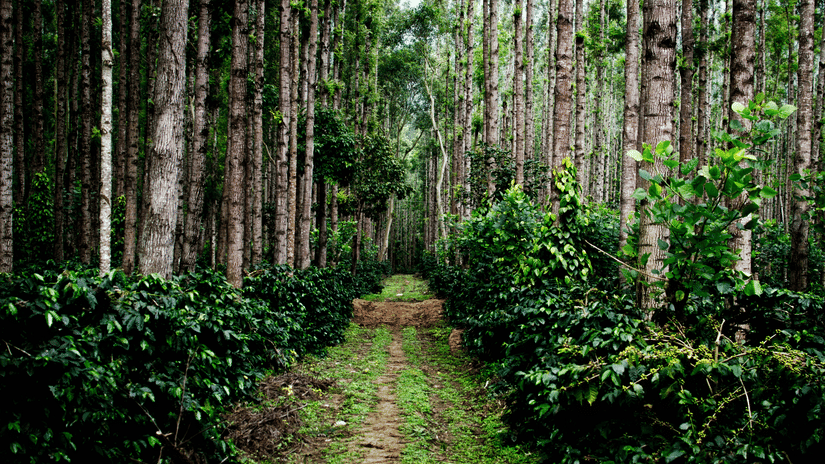 A path cutting through a lush coffee plantation, with neat rows of green coffee bushes growing under the canopy of tall, straight trees.