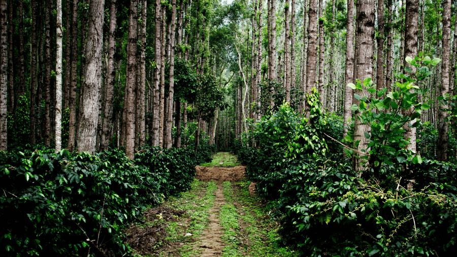 A path cutting through a lush coffee plantation, with neat rows of green coffee bushes growing under the canopy of tall, straight trees.