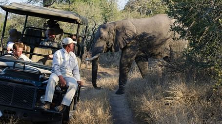Safari jeep with tourists driving through a forest trail, with elephants walking nearby.