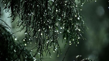 A close-up of dark green coniferous branches covered in water droplets, likely from rain.