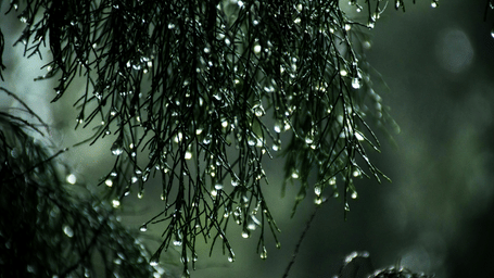 : A close-up view of clear, glistening raindrops clinging to the delicate tips of dark green pine tree branches on a moody, overcast day.