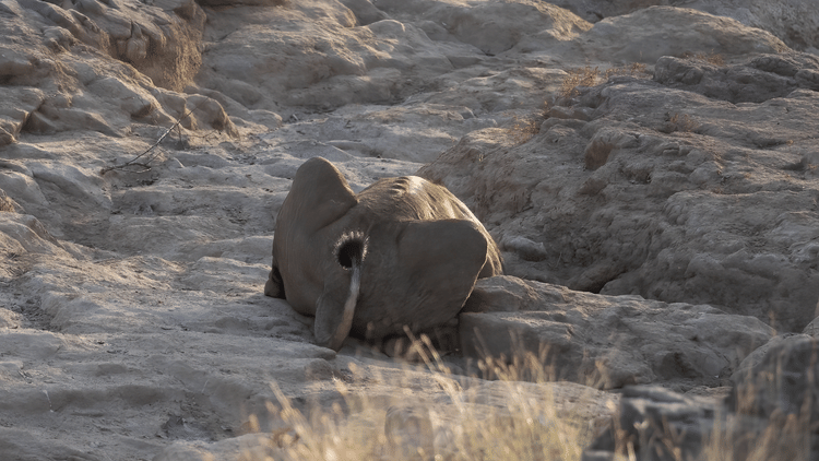 Sighting of a male drinking from the water hole