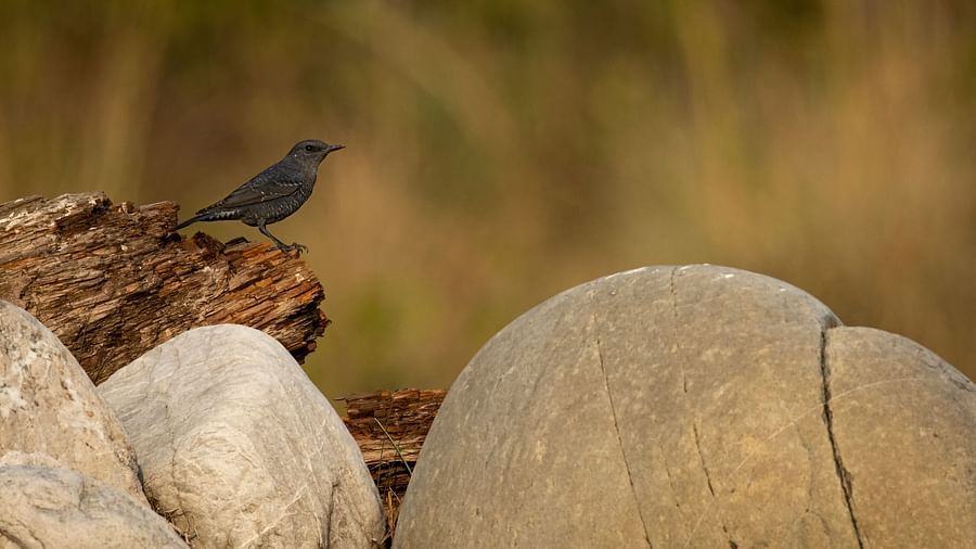 A close-up photo of two rocks, and a small bird resting on a log in the background.