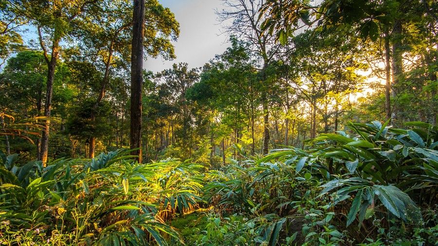sun rays shining through trees in a forest
