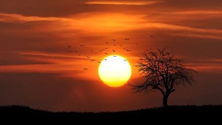 Sun sets behind a silhouetted tree on a hill.