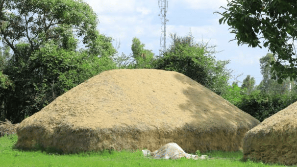 2 large, rounded stacks of hay sitting in a grassy field, surrounded by trees and green foliage.