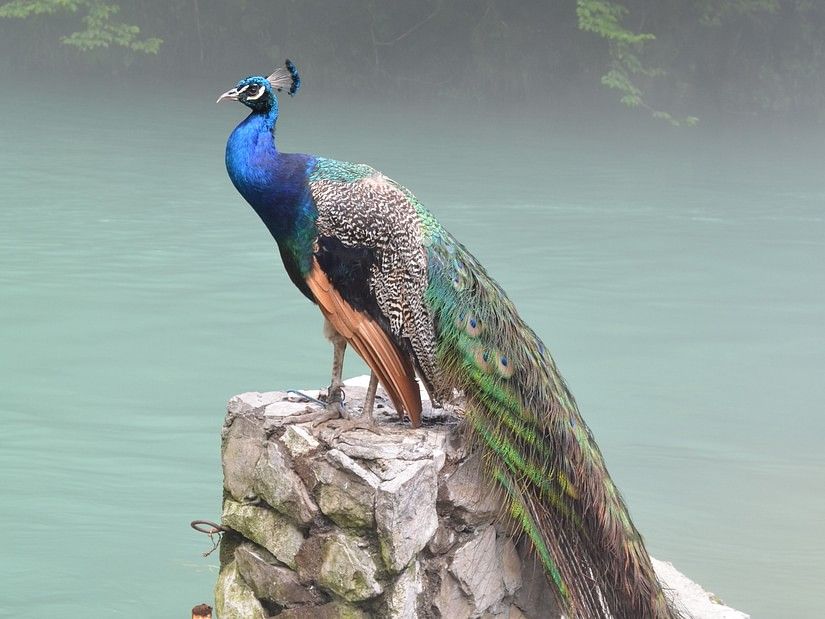 peacock in Bandipur National Park