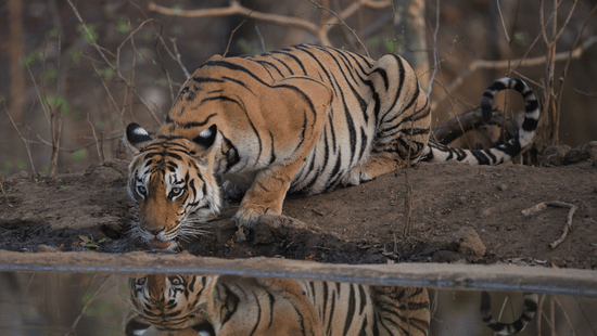 A Bengal tiger kneeling and drinking water from a waterbody