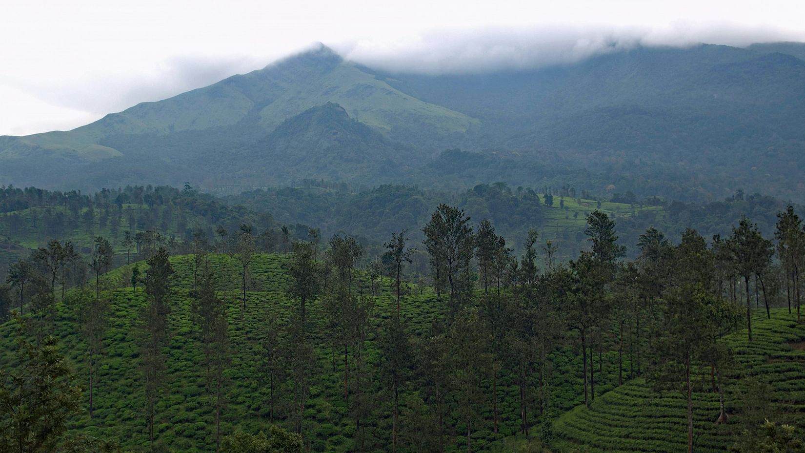An overview of a fog-covered hills in Wayanad with trees in the foreground.
