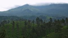 An overview of a fog-covered hills in Wayanad with trees in the foreground.