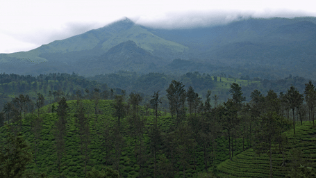Lush green hills with tea plantations and tall trees, set against mist-covered mountains in the background.
