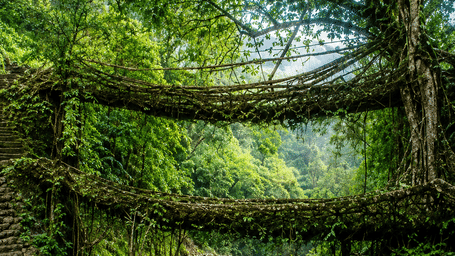 Living root bridge in Cherrapunji