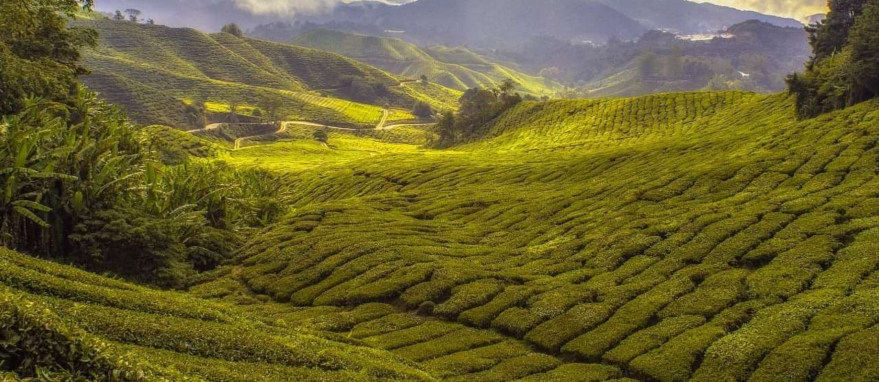 A scenic view of the lush green fields.