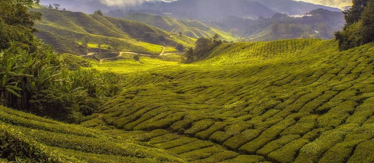 A scenic view of the lush green fields.