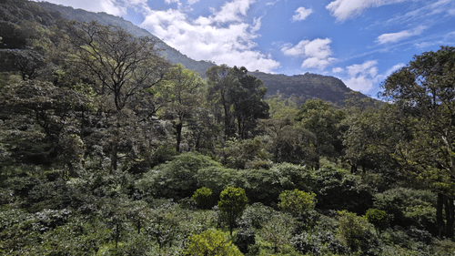 Mountain view with clear blue sky as the backdrop at Ibex Resort, the best resort in Valparai.