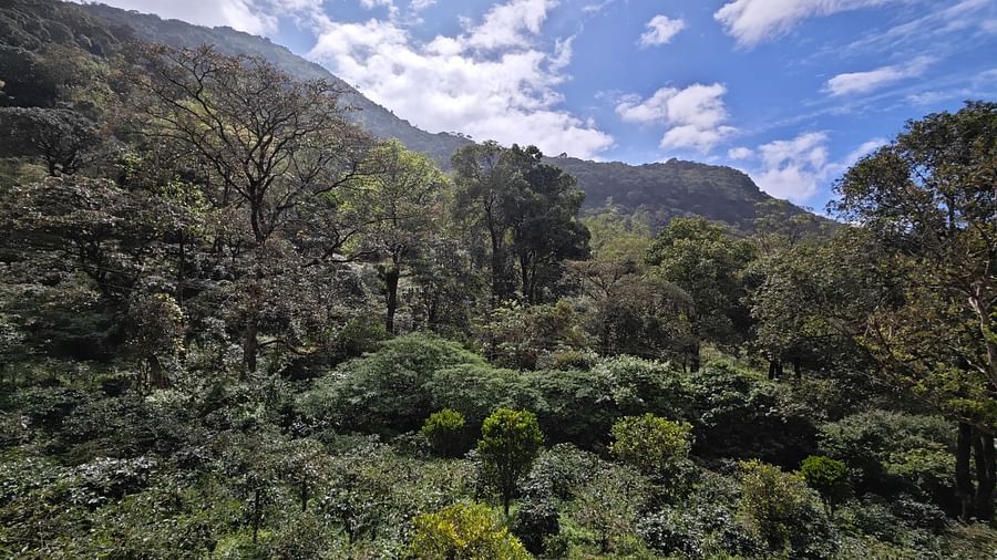 a mountain view with clear blue sky as the backdrop - Ibex Stays & Trails, Valparai (Mistly)